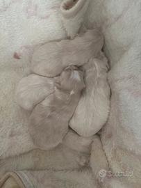 Cucciolo maltese