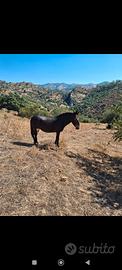 Mule 30 mesi