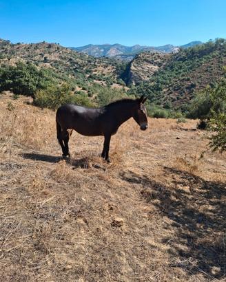 Mule 30 mesi
