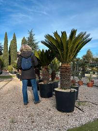 Pianta cycas età 25 anni altezza 150/170 cm