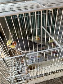 Pappagalli Calopsite