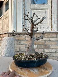 Bonsai frassino altezza 50 cm nebari 17 cm