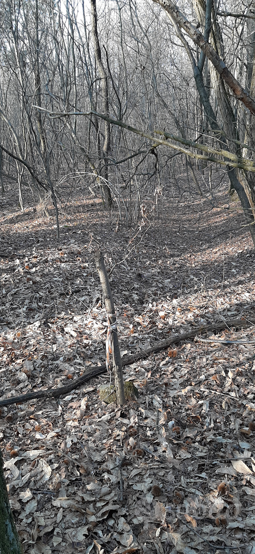 Bosco a Gallarate zona crenna - Vista 4
