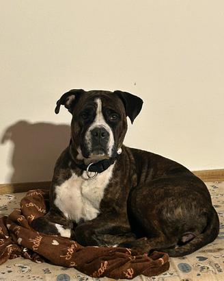 Amstaff Terrier