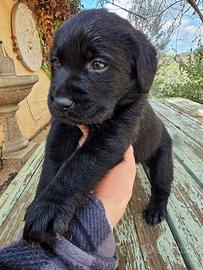 Cuccioli Labrador neri con pedigree