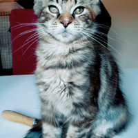 Cucciola Maine Coon tg XXL ,NATALE, pedigree Anfi