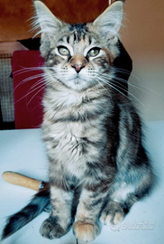 Cucciola Maine Coon tg XXL ,NATALE, pedigree Anfi