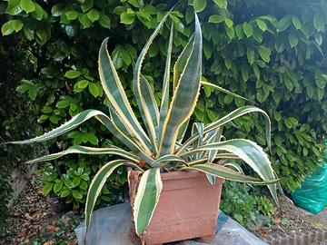 pianta aloe