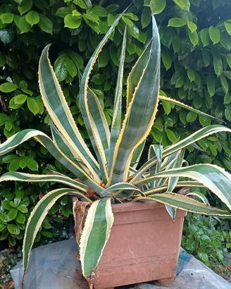 agave variegata