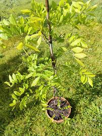 pianta di glicine