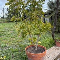 Pianta Schefflera Arboricola Gold Cappella.