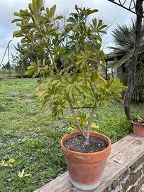Pianta Schefflera Arboricola Gold Cappella.