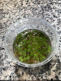 Piante galleggianti per acquario o laghetto