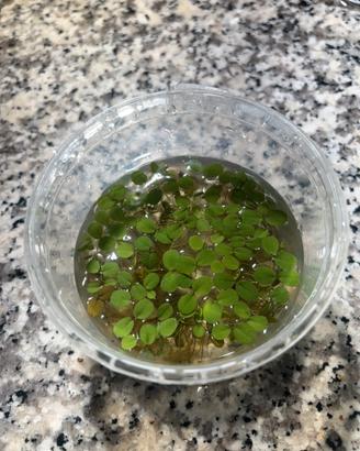 Piante galleggianti per acquario o laghetto