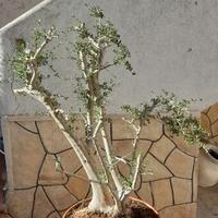 Macrobonsai -  bonsai di olivo