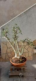 Macrobonsai -  bonsai di olivo