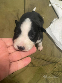 Cuccioli di border collie