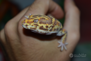 Gechi leopardino