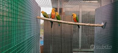 Conuro jandaya e sole