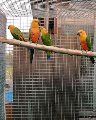 Conuro jandaya e sole