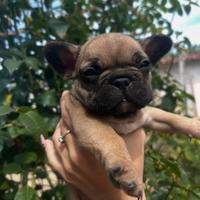 BULLDOG FRANCESE pedigree genealogia Expo
