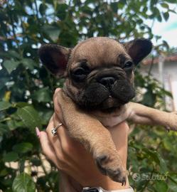 BULLDOG FRANCESE pedigree genealogia Expo