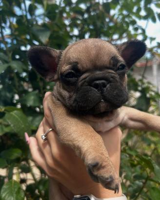 BULLDOG FRANCESE pedigree genealogia Expo