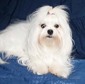 Maltese con pedigree ENCI per monta