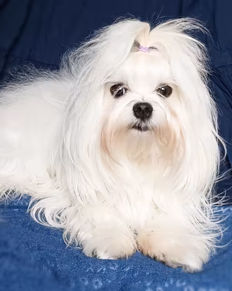 Maltese con pedigree ENCI per monta