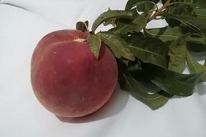 Terreno agr.incol.(orto)con potenz.edificabile