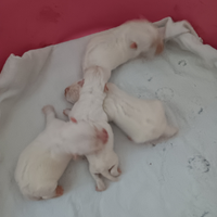 Cuccioli di west highland con pedigree