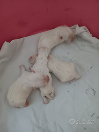 Cuccioli di west highland con pedigree