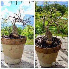 Cactus caudex pianta fiore fockea lotto fockea xxl