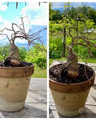 Cactus caudex pianta fiore fockea lotto fockea xxl