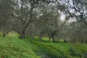 Terreno - Ficarra