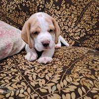 Beagle maschietto