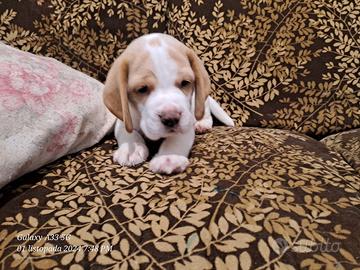 Beagle maschietto