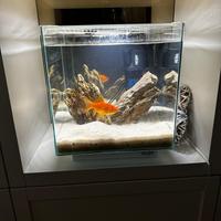 Vendita acquario completo di set