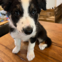 Cuccioli di Border collie