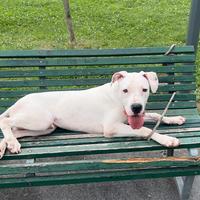 Cucciolo di Dogo Argentino