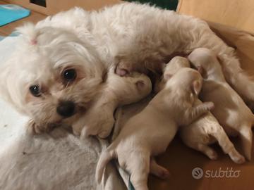 Cuccioli  maltese femmine