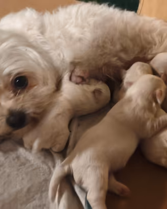 Cuccioli  maltese femmine