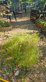 Pianta di asparagina