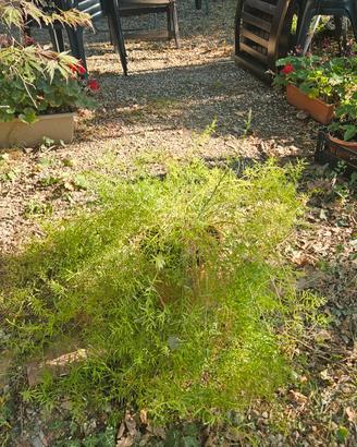 Pianta di asparagina