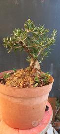 bonsai