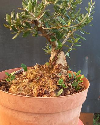 bonsai