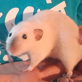 Ratto da compania
