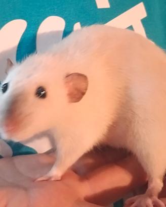 Ratto da compania