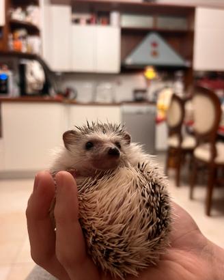 Riccio africano