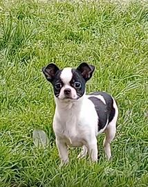 Chihuahua cucciola Pedigree ENCI